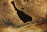 Petrified Wood (Cherry) Slab - McDermitt, Oregon #93834-1